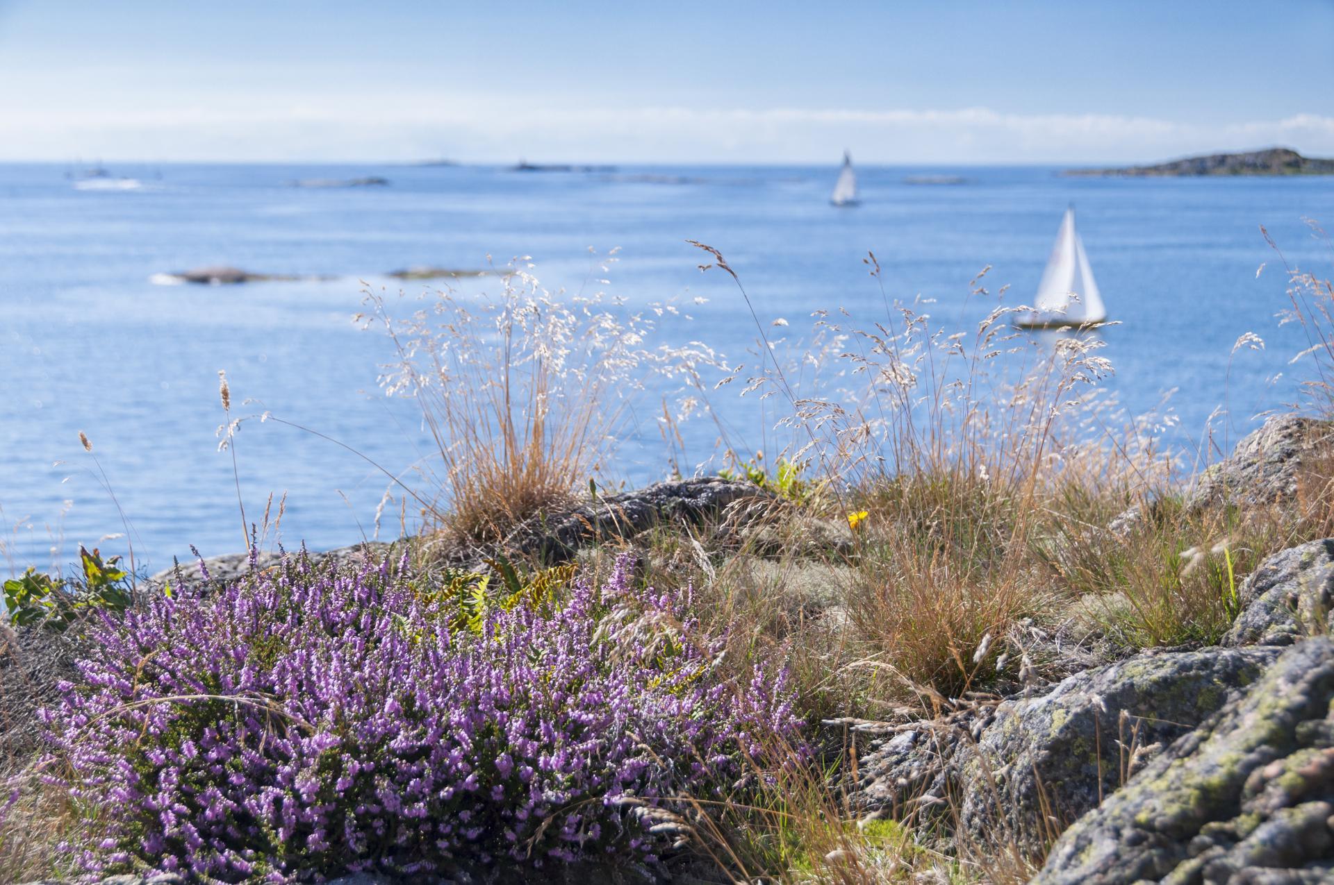 Blommor vid kusten i Sverige