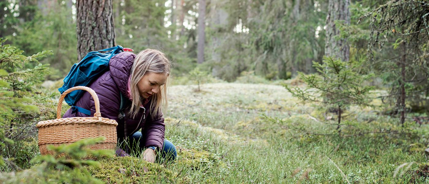 Kvinna plockar svamp i skog