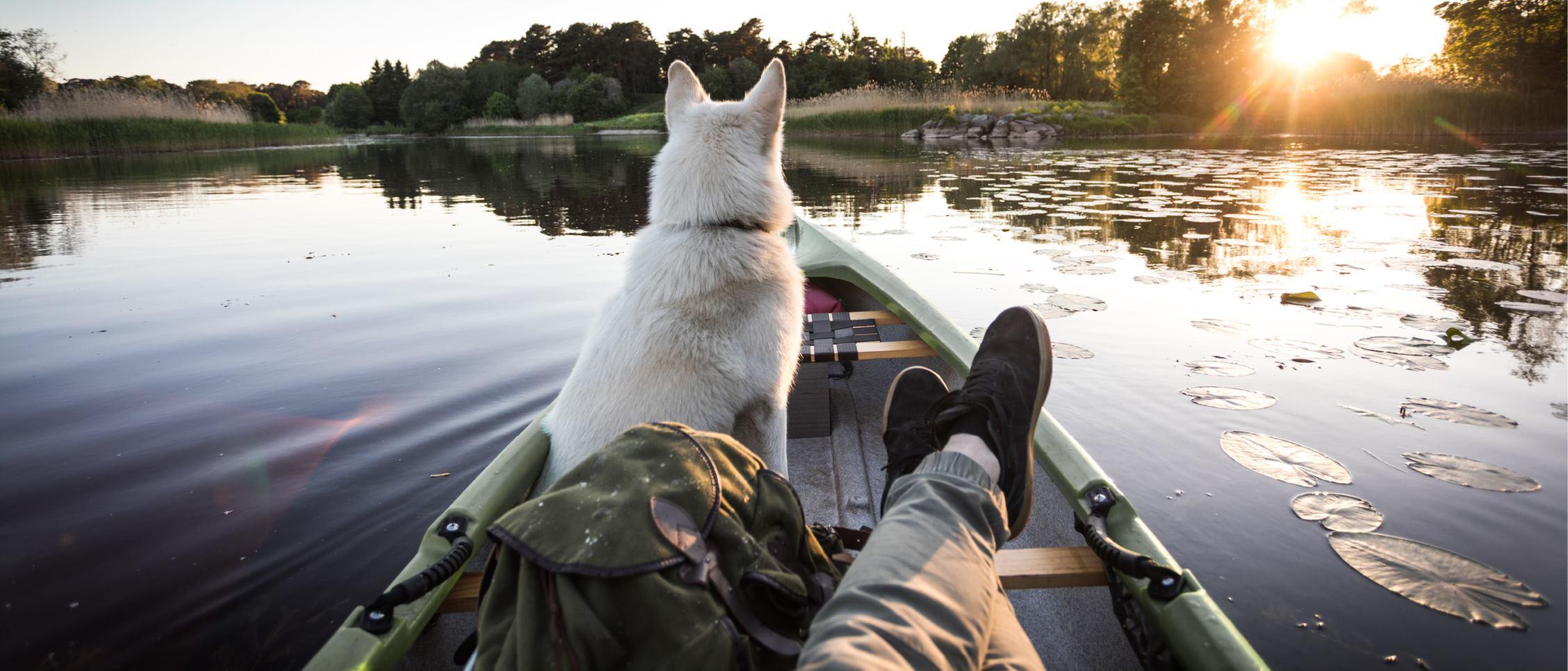 En person och en katt sitter i en båt